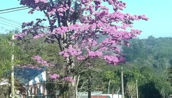 Kiosco Nora - Misiones