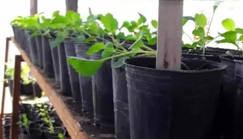 Vivero Municipal Maciá - Macia