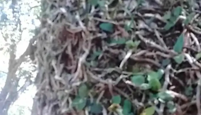 Caa Cati Videos - Caá Catí