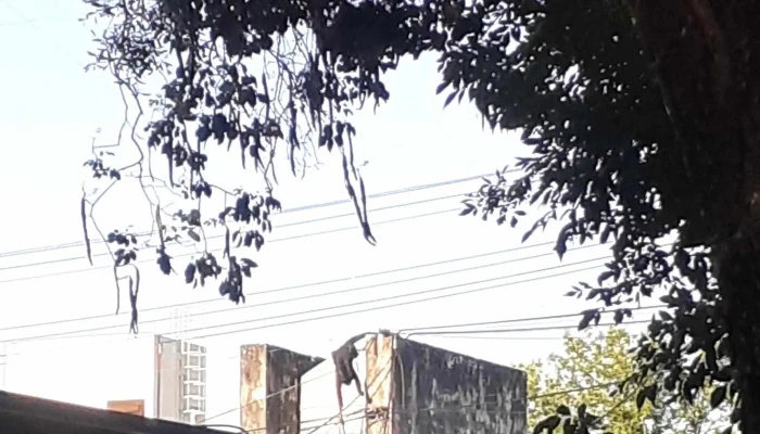 Facultad De Ciencias Agrarias Unne Horario - Corrientes