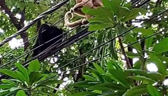 Facultad De Ciencias Agrarias Unne Mas Recientes - Corrientes