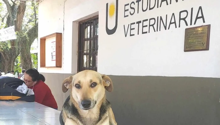 Facultad De Ciencias Agrarias Unne Sitio Web - Corrientes