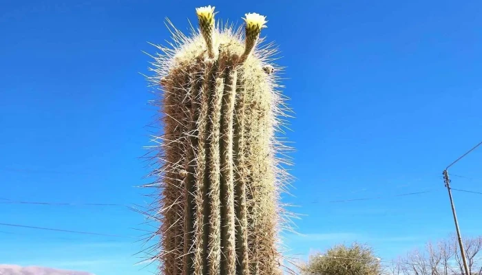 Información Turística - Acceso Humahuaca &